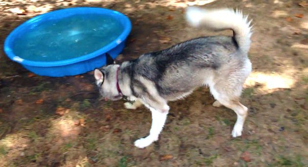 husky plays in baby pool