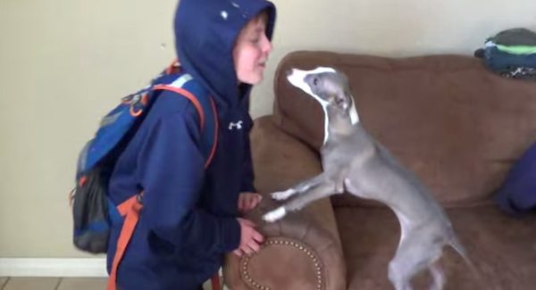 Italian Greyhound loves boy