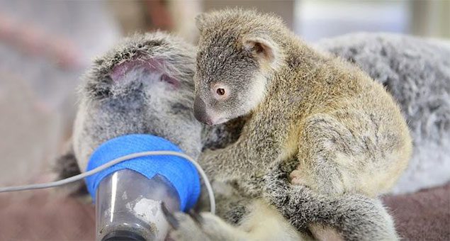 joey with mom during surgery