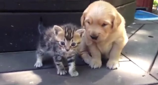 kitten and puppy