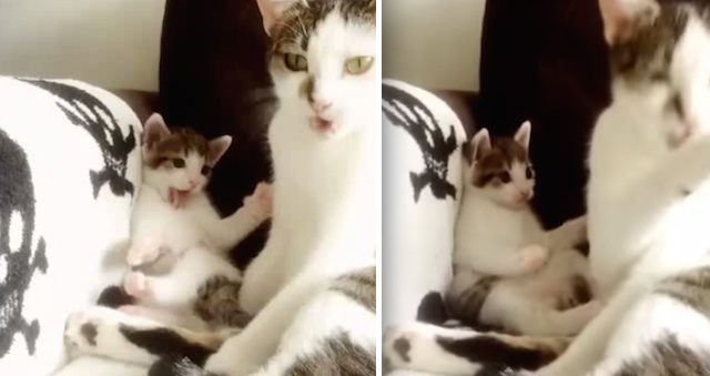 kitten copycat