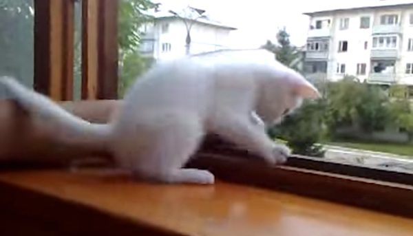 kitten saves hand