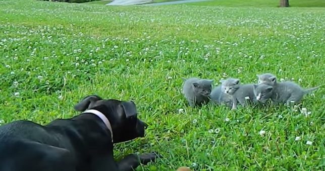 chihuahua protects kittens