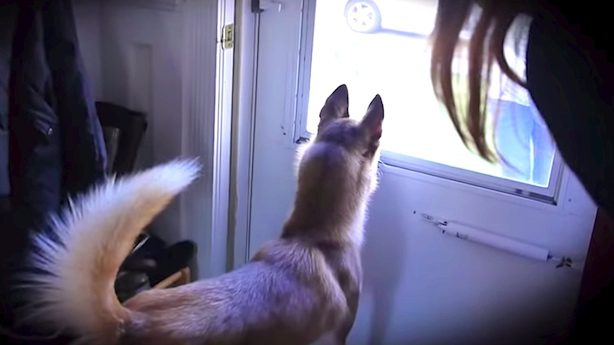 Laika the husky sees her friend