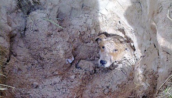 dog saved from being buried alive