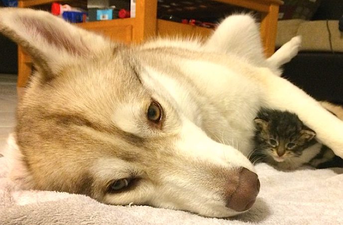 husky and kitten
