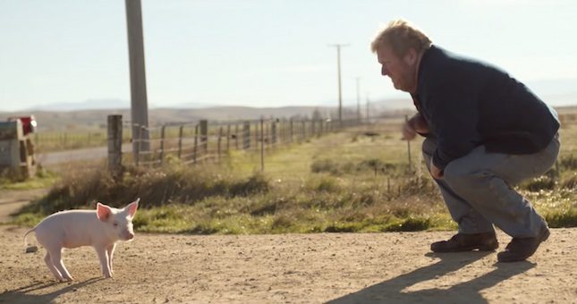 Man Connects With The Lost Piglet He Finds On The Road In Touching Ad