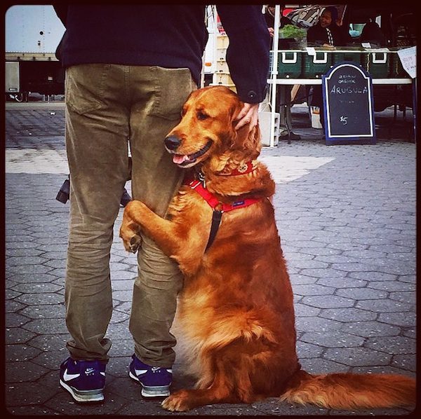 Golden Retriever Loves Hugging And Holding Hands With Her Human In Public