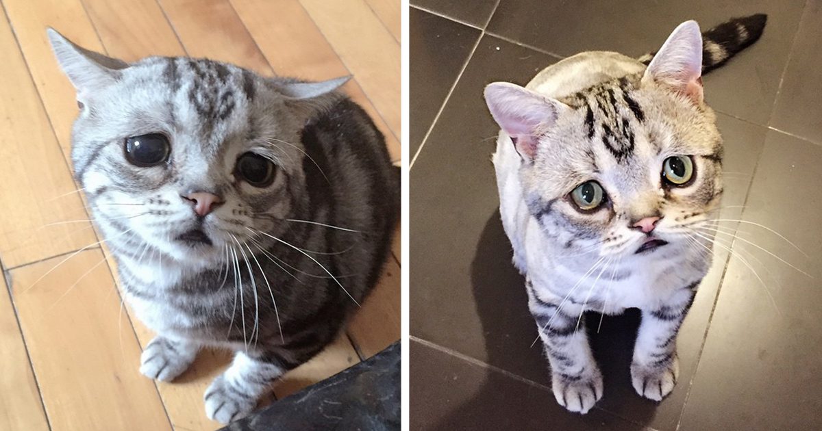 This Adorable Cat Has The Saddest Expression On The Internet