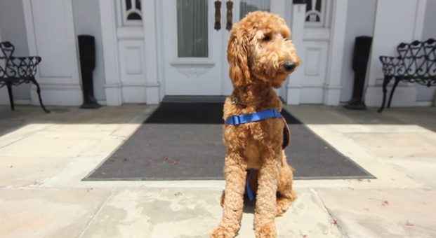 therapy dog