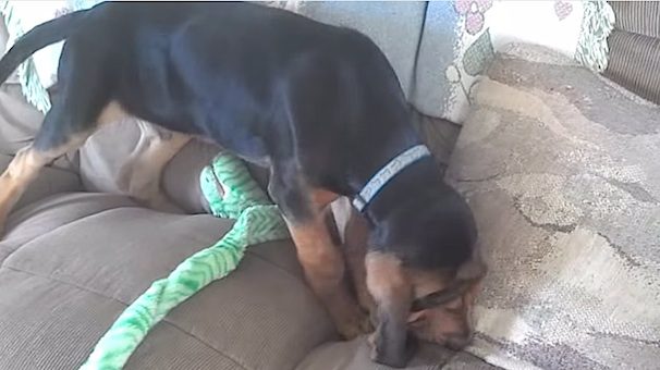 Bloodhound Puppy Gets Comfy On The Couch In Hilarious Way
