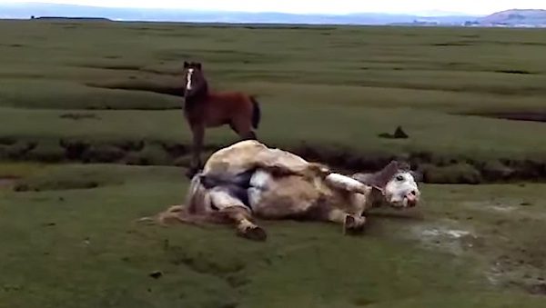 horse rescued from marsh