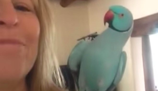 Charming Parrot’s Sweet Conversation With His Mom Brightens Everyone’s Day