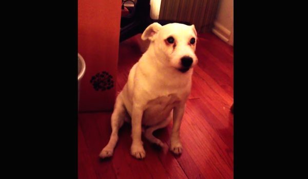 guilty dog reaction