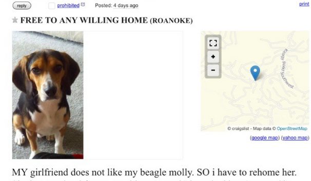 dog for rehoming