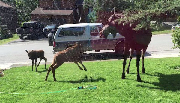 moose in sprinklers