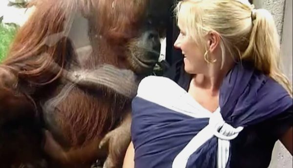 orangutan wants to say hi to baby