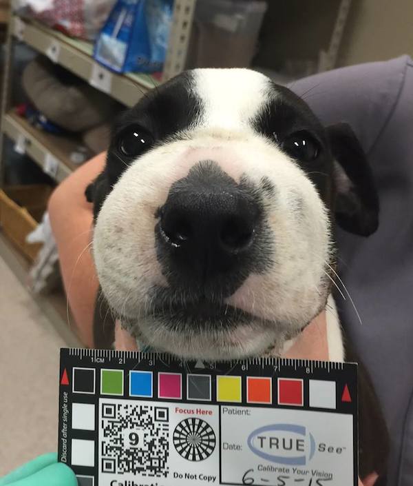 otis-3
