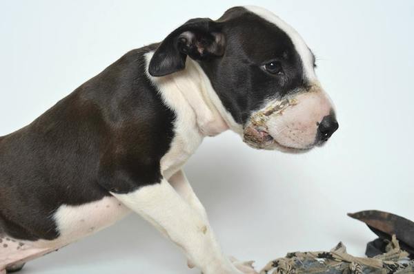 Puppy Recovering After Being Found With Mouth Bound Shut