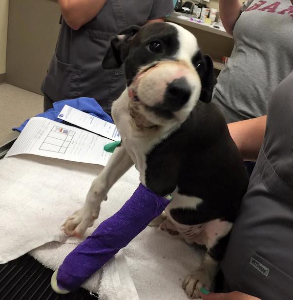 otis-at-vet