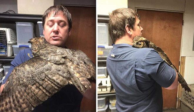 Great-Horned Owl Gives Her Rescuer A Loving Hug