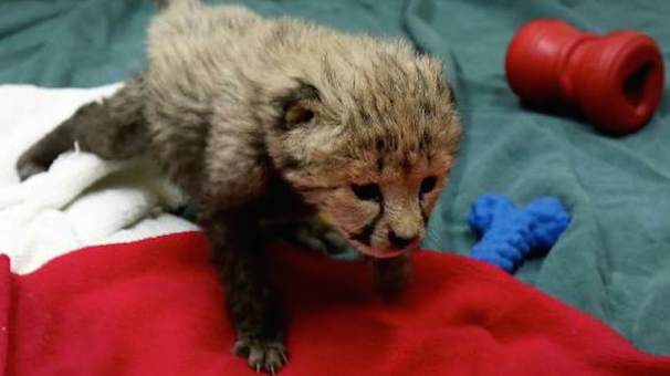cheetah cub