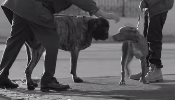 Pedigree ad