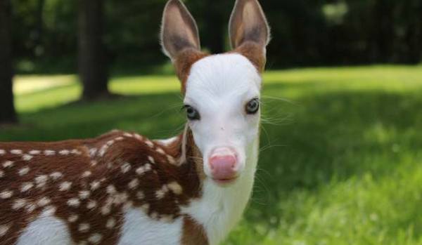 piebald fawn