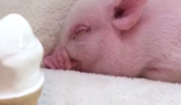 Pig tastes ice cream