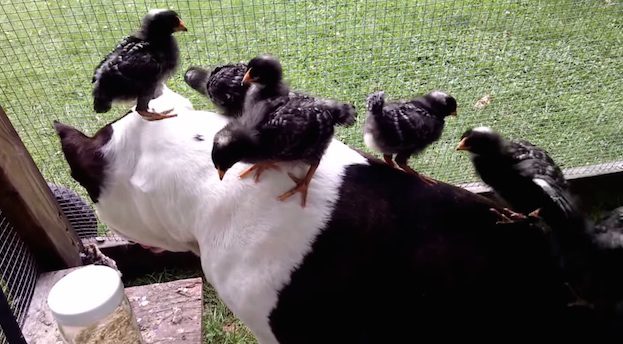 Pit Bull and baby turkeys