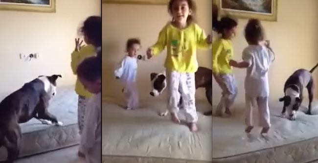 pit bull and kids on bed
