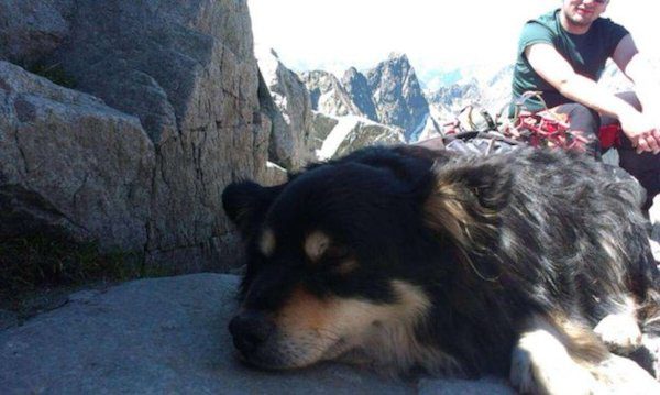 polish-dog-mountain-2