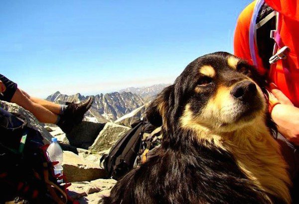 dog rescued off of Poland's Rysy mountain