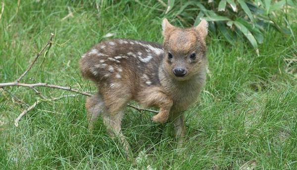 pudu