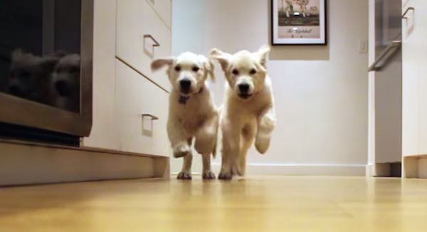 Golden Retriever puppies
