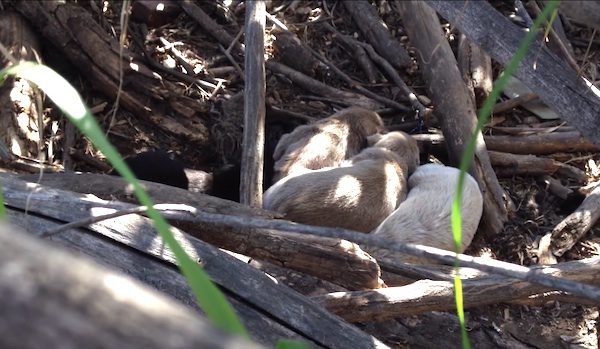 puppies rescued at quarry