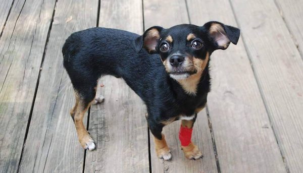 Puppy Left To Die In 140 Degree Car Goes Home With Police Officer Who Rescued Him