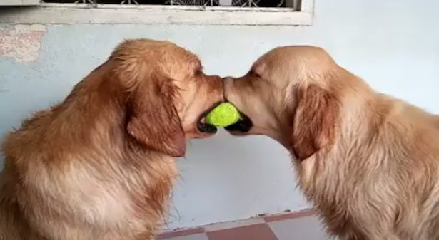 Golden Retrievers wrestle with ball