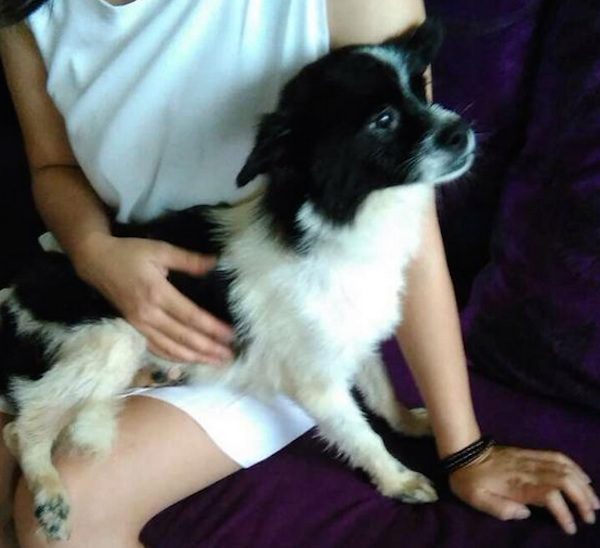 ricky-dog-meat-rescue