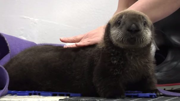sea otter pup
