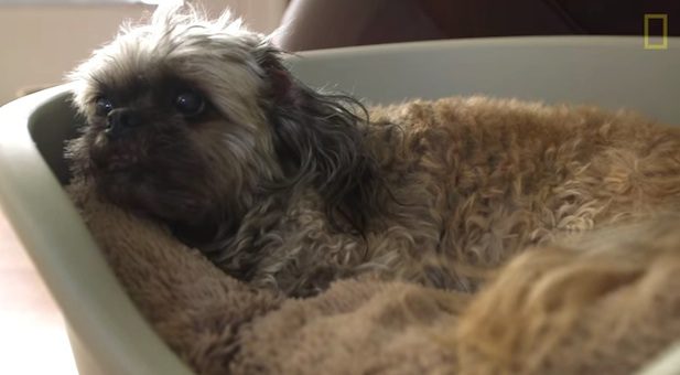 Woman Runs Retirement Home For Unwanted Senior Dogs