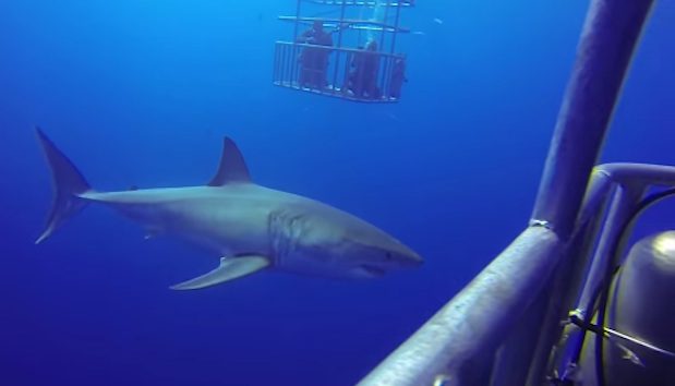 Shark surprise
