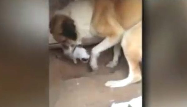 National Guard Soldiers Refuse To Leave Stray Dog And Her Puppies Behind
