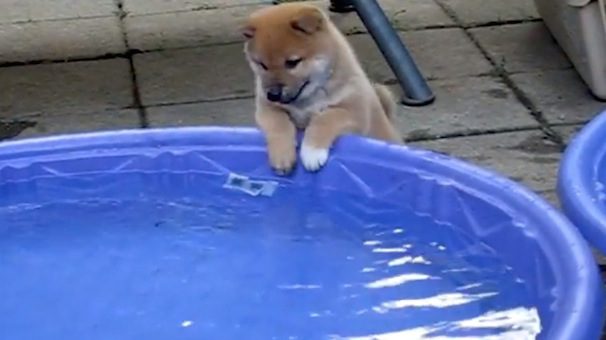 Shiba Inu in pool