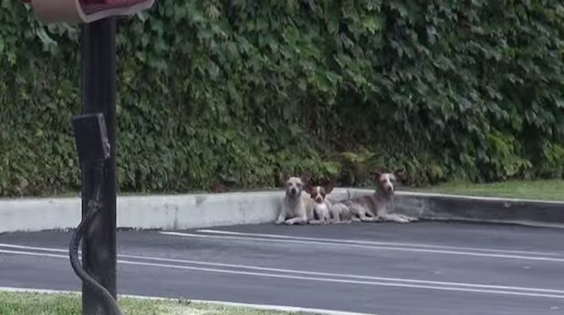 stray chihuahuas rescued