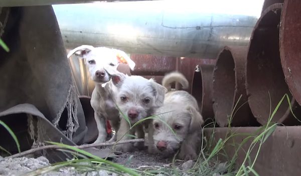 stray puppies and adult dog rescued
