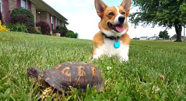 Turbo the corgi