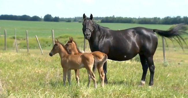 twin foals