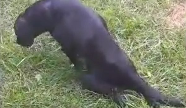 dog hit by car amazing recovery