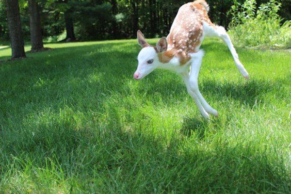 White fawn adopted by farmer